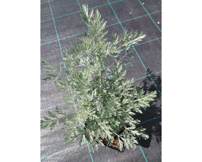 Artemisia arborescens ‘Powis Castle’