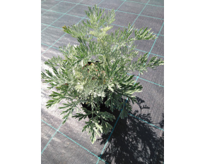 Artemisia arborescens ‘Powis Castle’