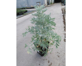 Artemisia arborescens ‘Powis Castle’
