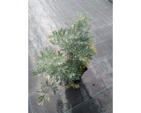 Artemisia arborescens ‘Powis Castle’