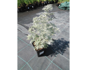 Artemisia arborescens ‘Powis Castle’
