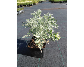Artemisia arborescens ‘Powis Castle’