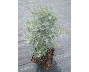 Artemisia arborescens ‘Powis Castle’