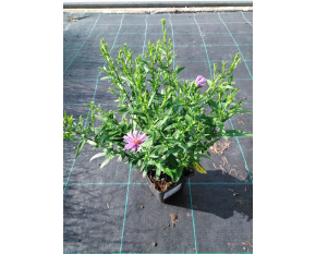 Aster dumosus ‘Early Blue’