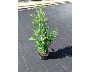 Aster dumosus ‘Early Blue’