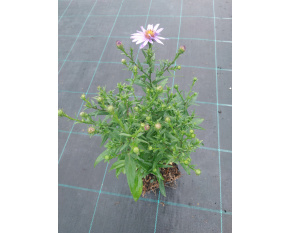Aster dumosus ‘Early Blue’
