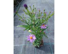 Aster dumosus ‘Early Blue’