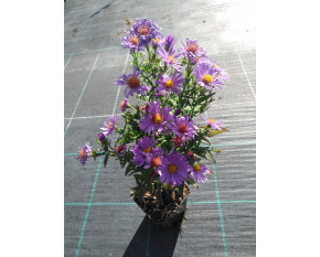 Aster dumosus ‘Early Blue’