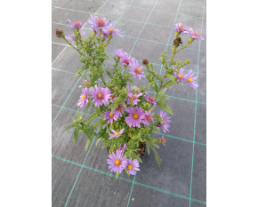 Aster dumosus ‘Early Blue’