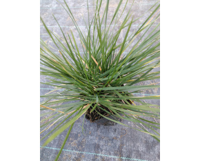 Deschampsia cespitosa ‘Palava’