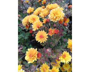 Chrysanthemum ‘Bienchen’