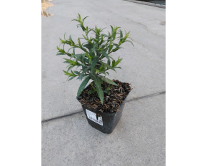 Aster dumosus ‘Augenweide’