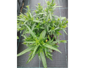Aster dumosus ‘Augenweide’