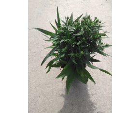Aster dumosus ‘Augenweide’