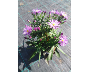 Aster dumosus ‘Augenweide’