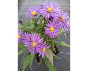 Aster dumosus ‘Augenweide’