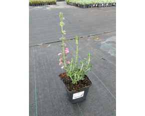 Teucrium x lucidrys