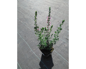 Teucrium x lucidrys