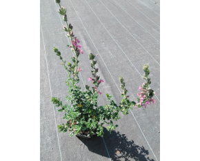 Teucrium x lucidrys
