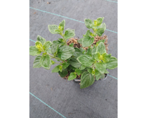 Calamintha nepeta ‘subsp. nepeta