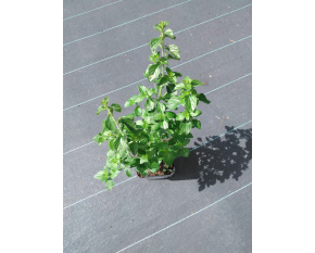 Calamintha nepeta ‘subsp. nepeta