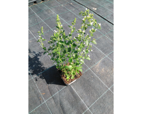 Calamintha nepeta ‘subsp. nepeta