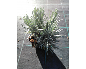 Lavandula × intermedia ‘Dutch’