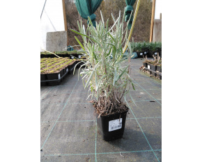 Lavandula × intermedia ‘Dutch’