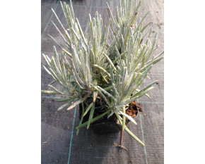 Lavandula × intermedia ‘Dutch’