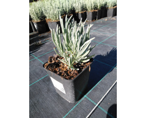 Lavandula × intermedia ‘Dutch’