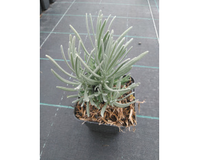 Lavandula × intermedia ‘Dutch’