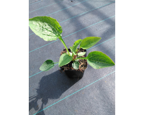 Echinacea purpurea ‘Prairie Compact Rose’