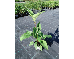Echinacea purpurea ‘Prairie Compact Rose’