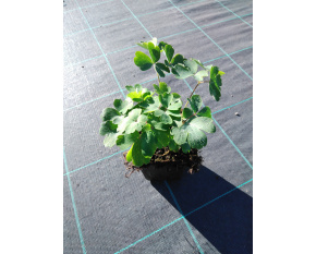 Aquilegia vulgaris ‘Ruby Port’