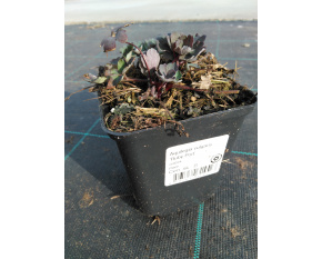 Aquilegia vulgaris ‘Ruby Port’