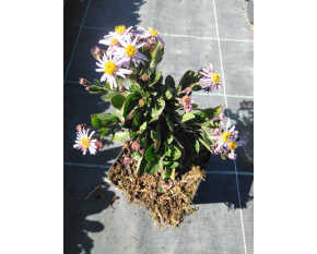 Aster ageratoides var. adustus ‘Nanus’