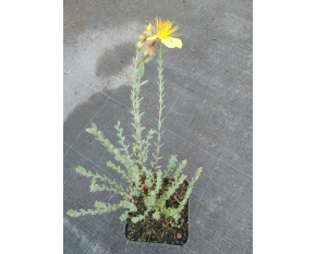 Hypericum olympicum