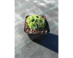 Saxifraga × zimmeteri