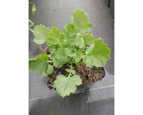 Geum chiloense ‘Goldball’