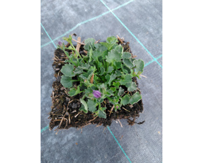 Campanula portenschlagiana