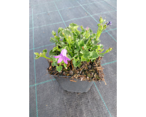 Campanula portenschlagiana