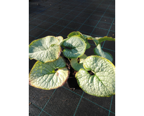 Brunnera macrophylla ‘Silver Heart’