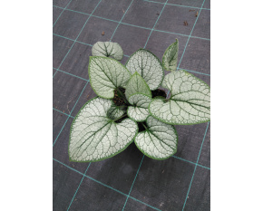 Brunnera macrophylla ‘Silver Heart’