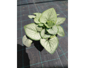 Brunnera macrophylla ‘Silver Heart’