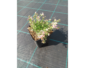 Asperula lilaciflora