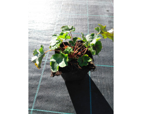 Heuchera americana ‘Marvellous Marble’