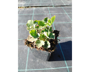 Heuchera americana ‘Marvellous Marble’