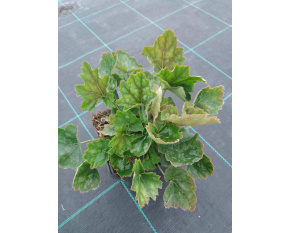 Heuchera americana ‘Marvellous Marble’