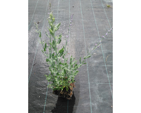 Perovskia ‘Little Spire’
