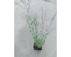 Perovskia ‘Little Spire’